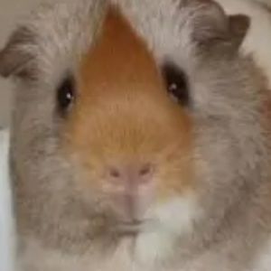 Meet your Posher, Austin